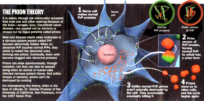 how-do-prion-diseases-spread